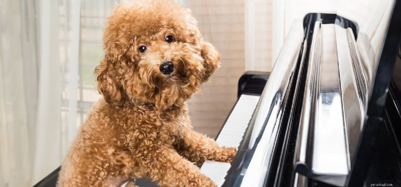 Mohou psi slyšet hlasitou hudbu?