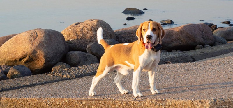 Os cães podem ouvir relâmpagos?