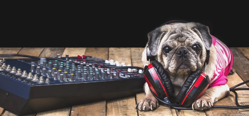 개가 시끄러운 음악을 들을 수 있습니까?