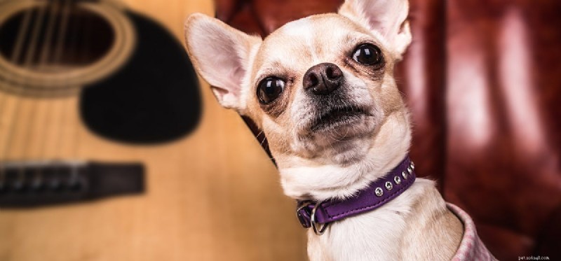 개가 시끄러운 음악을 들을 수 있습니까?