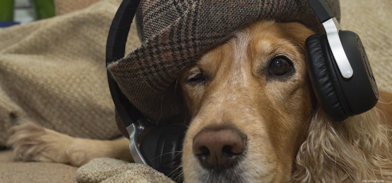 Mohou psi slyšet hlasitou hudbu?