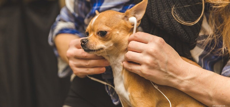 Os cães podem ouvir frequências mais baixas do que os humanos?