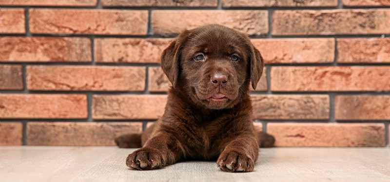 Os cães podem ouvir ratos nas paredes?