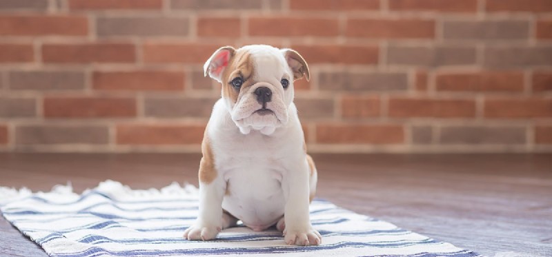 Kunnen honden muizen in muren horen?