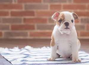 犬は壁の中でネズミの声を聞くことができますか?