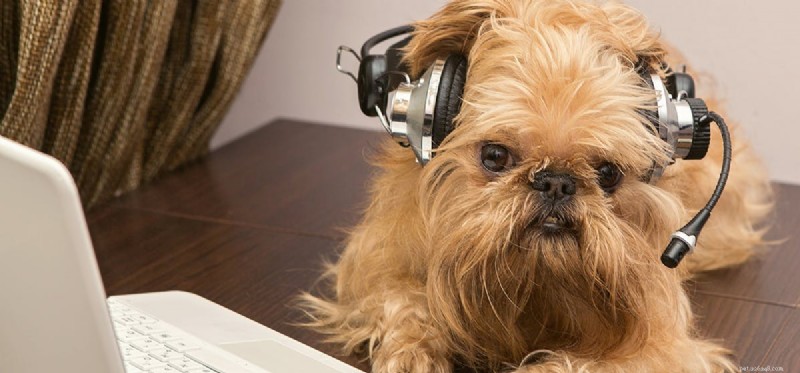 Os cães podem ouvir música?