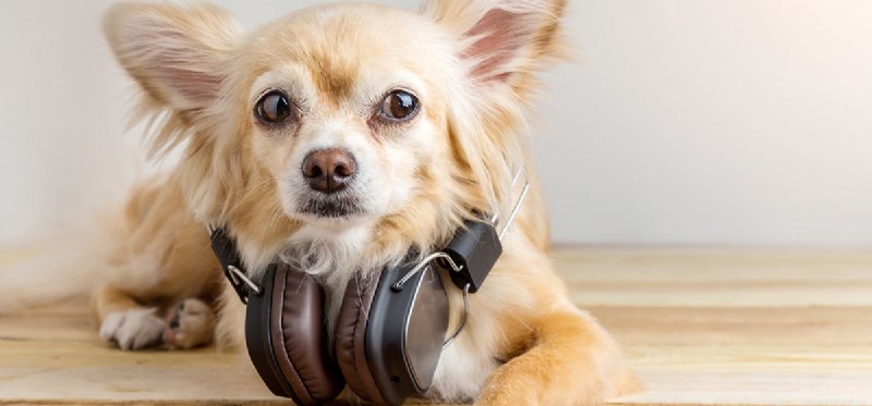 Kan hundar höra musik?