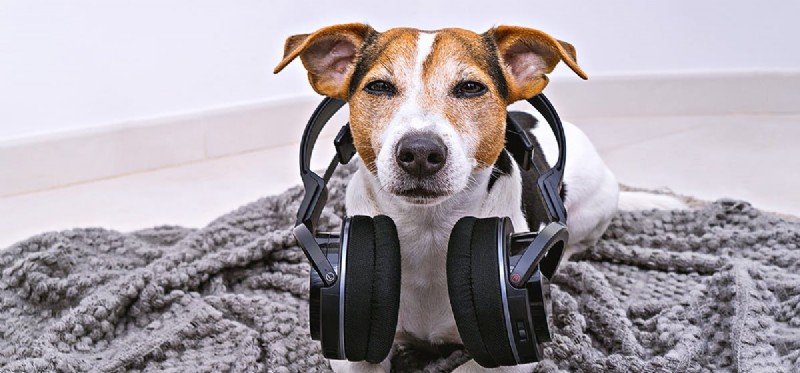 개는 음악을 들을 수 있습니까?