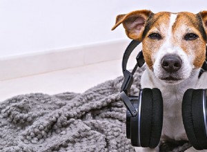 Slyší psi hudbu?