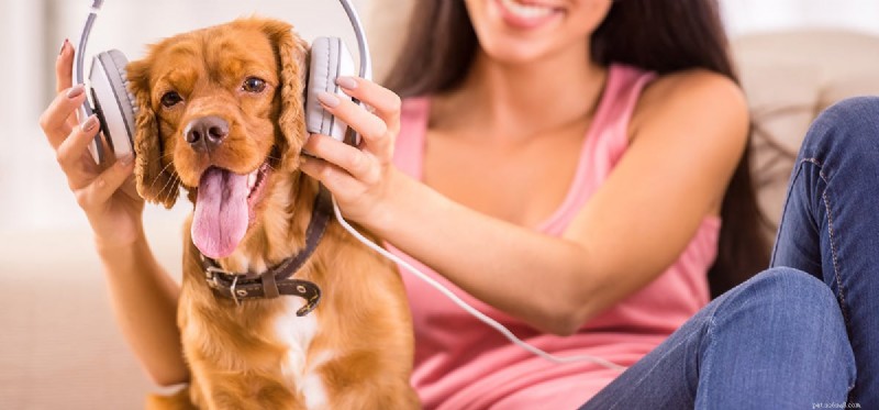 Kunnen honden muziek horen?