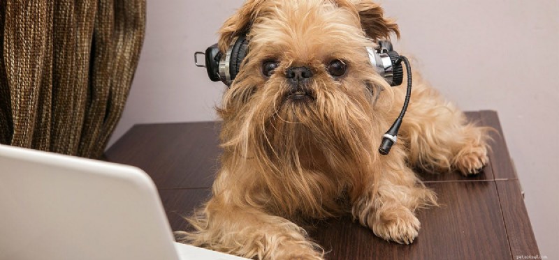 Kunnen honden muziek horen uit speakers?