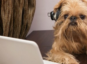 개는 스피커에서 음악을 들을 수 있습니까?