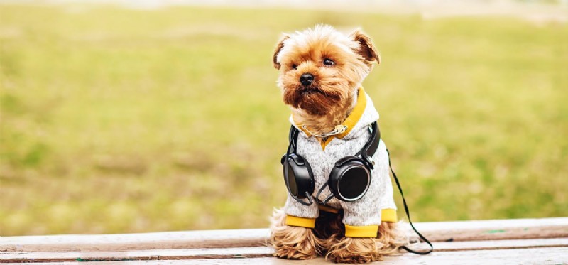 Kan hundar höra musik via hörlurar?
