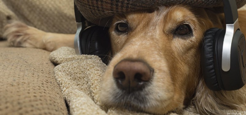 Mohou psi slyšet hudbu přes sluchátka?