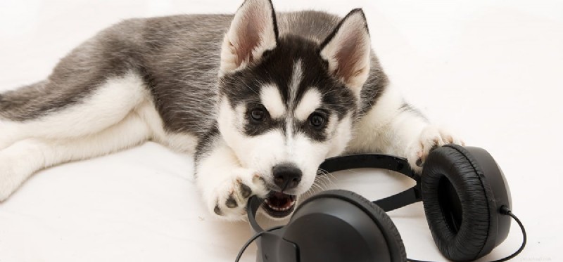 개는 스피커에서 음악을 들을 수 있습니까?