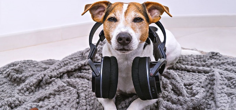Mohou psi slyšet hudbu přes sluchátka?