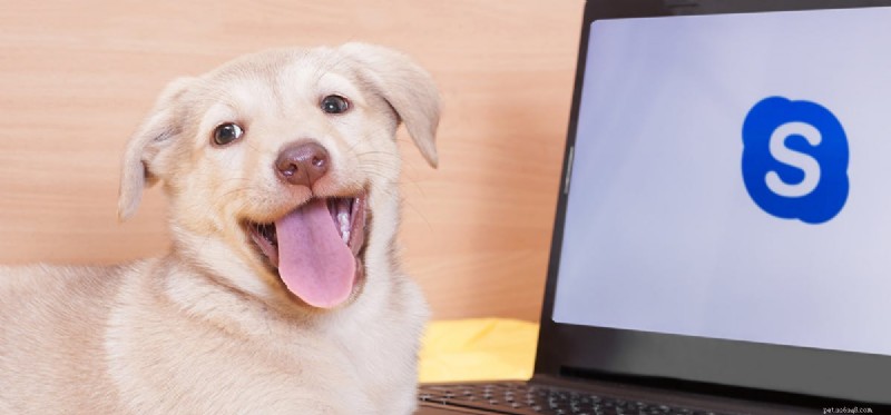 Kunnen honden horen via Skype?