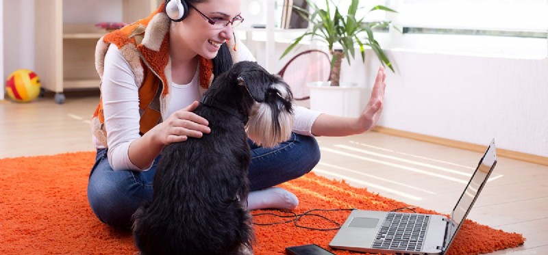 Kan hundar höra över Skype?
