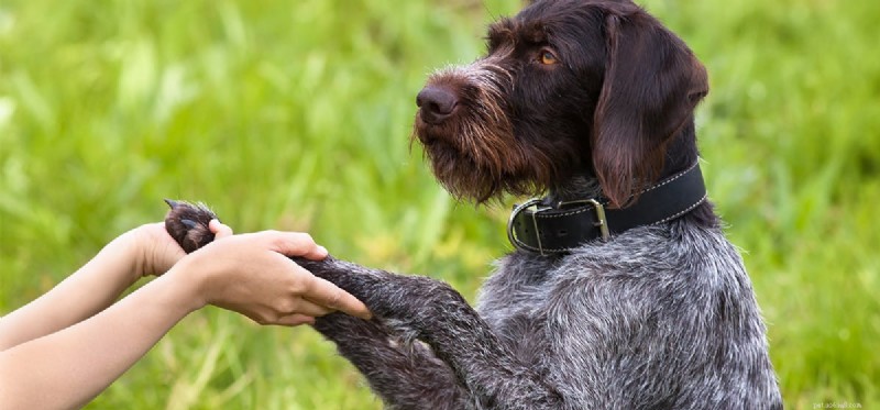 Os cães podem ouvir repelentes de roedores?