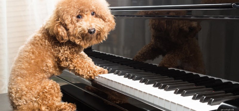 Os cães podem ouvir o canto?