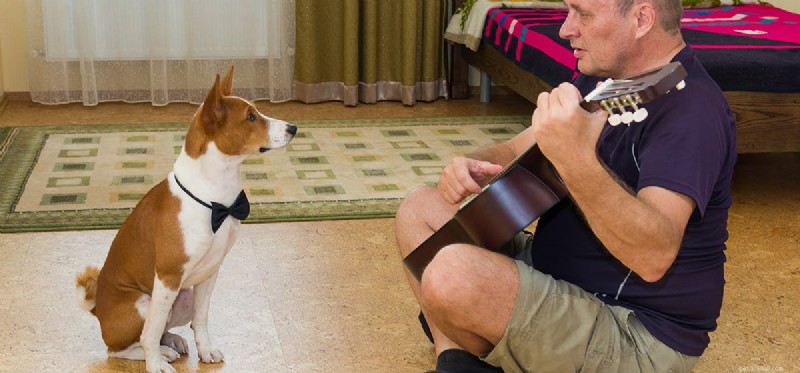 Os cães podem ouvir o canto?