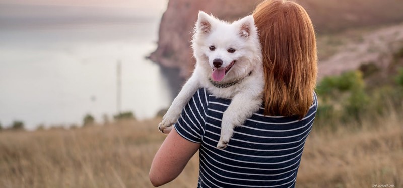 Os cães podem ouvir repelentes de roedores?