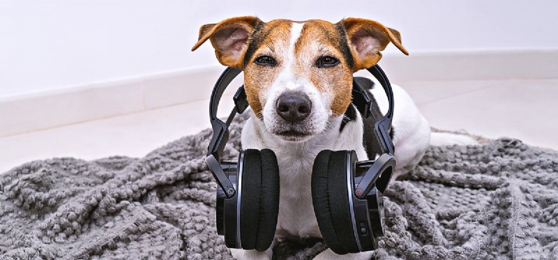 Kan hundar höra högtalare?