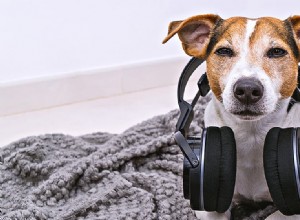 개는 스피커를 들을 수 있습니까?