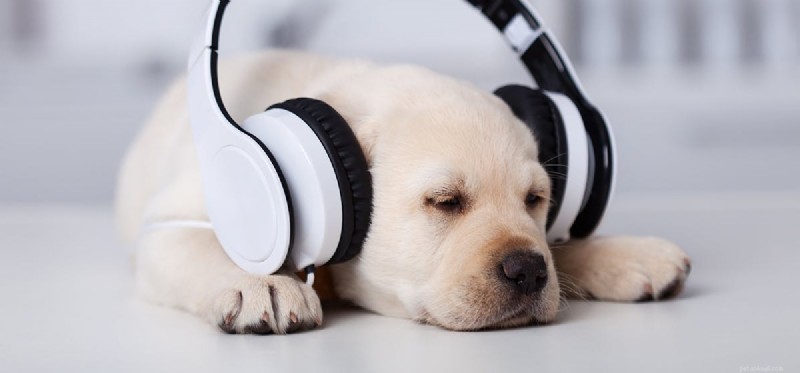 Os cães podem ouvir alto-falantes?