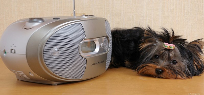 Kunnen honden de radio horen?
