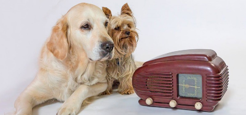 Kan hundar höra radion?