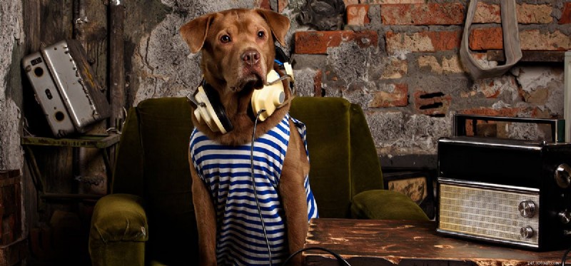 Kunnen honden de radio horen?