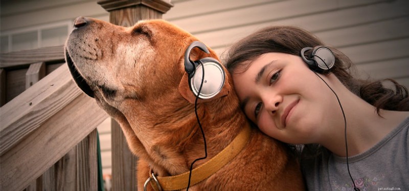 Os cães podem ouvir o rádio?