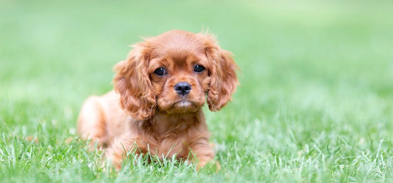 Les chiens peuvent-ils entendre le tonnerre à des kilomètres ?