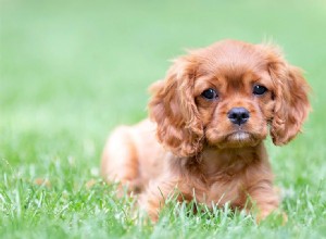 犬は遠く離れた雷鳴を聞くことができますか?