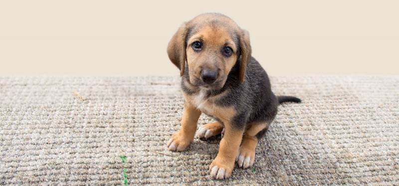 Kunnen honden de donder mijlenver horen?