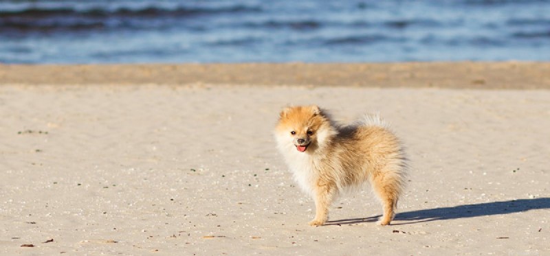 I cani possono sentire il tuono a miglia di distanza?