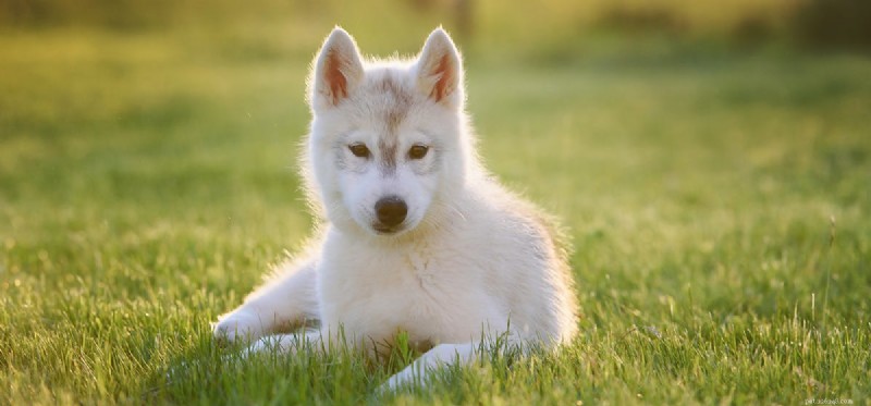 Os cães podem ouvir trovões a quilômetros de distância?