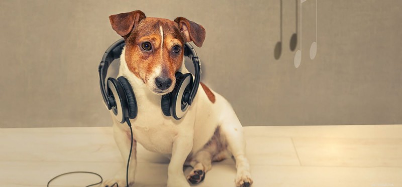 Os cães podem ouvir zumbido?