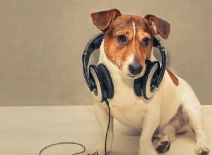 Slyší psi tinnitus?