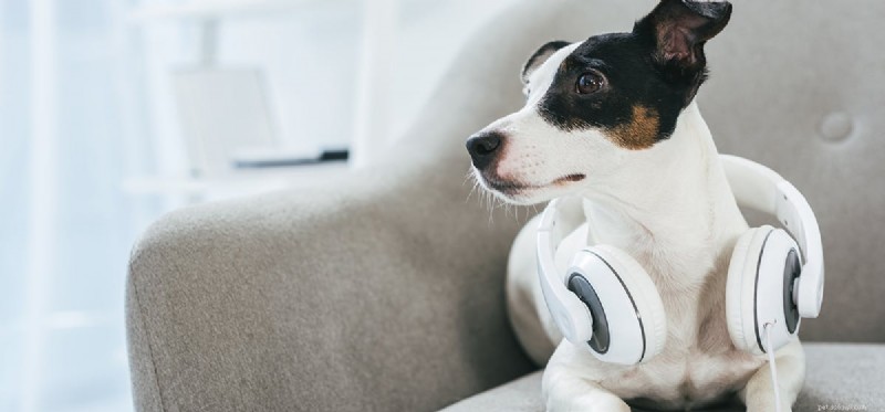 犬は耳鳴りを聞くことができますか?