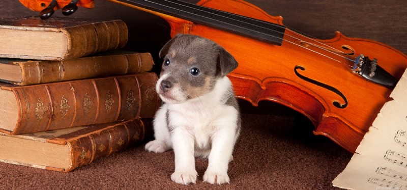 Os cães podem ouvir zumbido?