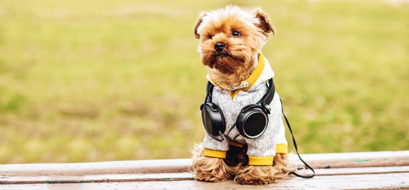 犬は超音波を聞くことができますか?