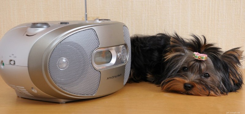 犬は超音波を聞くことができますか?