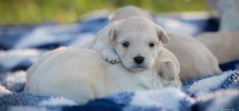 Kunnen honden horen wanneer ze worden geboren?