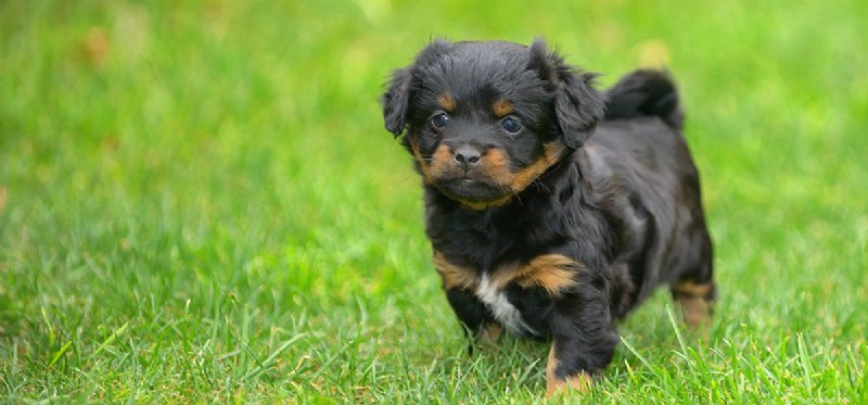 Os cães podem ouvir apitos?