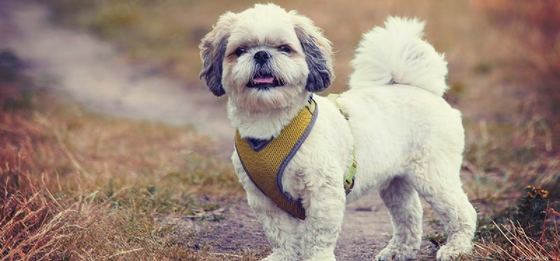 Os cães podem ouvir apitos?