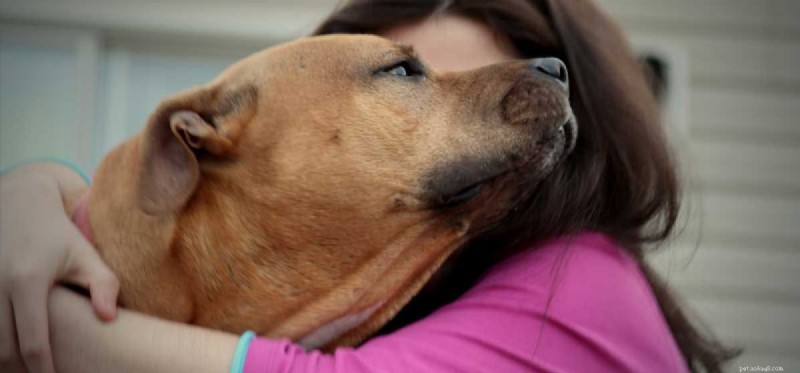 Les chiens peuvent-ils aider à lutter contre la dépression ?