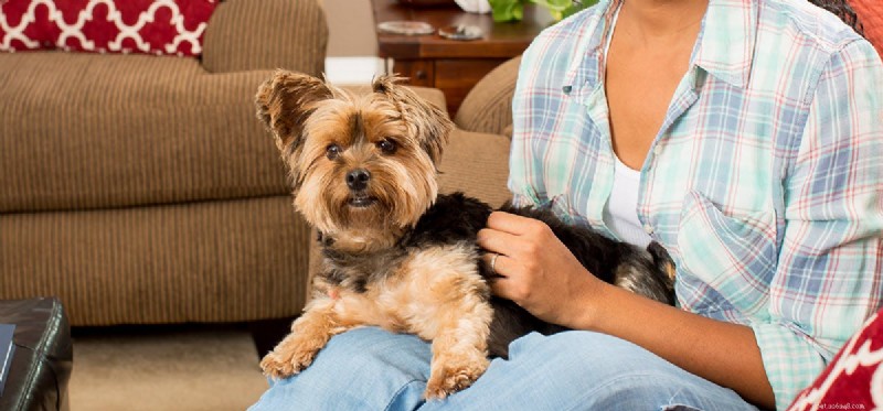 I cani possono aiutare con l emicrania?