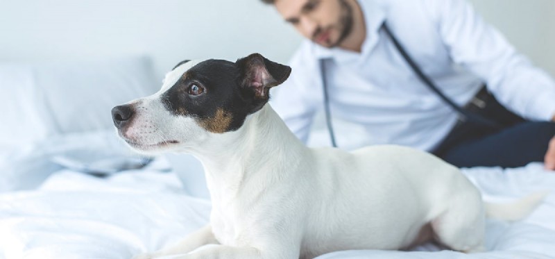 I cani possono aiutare con gli attacchi di panico?